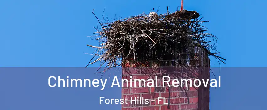 Chimney Animal Removal Forest Hills - FL