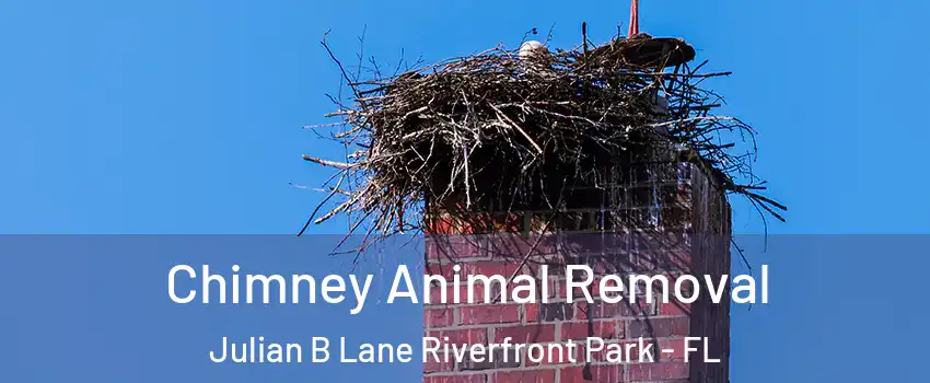 Chimney Animal Removal Julian B Lane Riverfront Park - FL