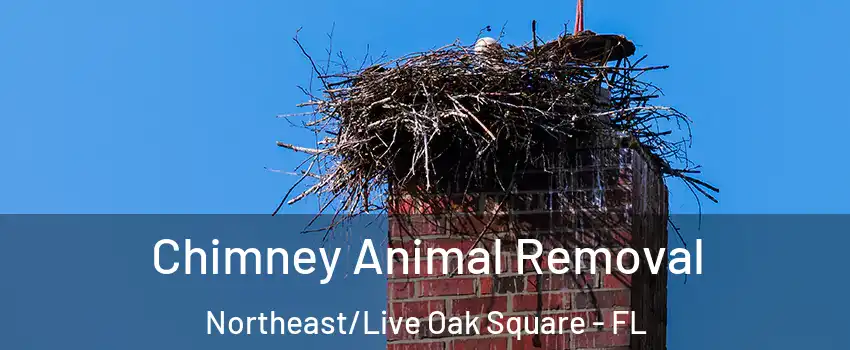 Chimney Animal Removal Northeast/Live Oak Square - FL