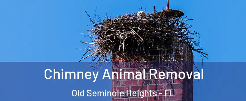 Chimney Animal Removal Old Seminole Heights - FL