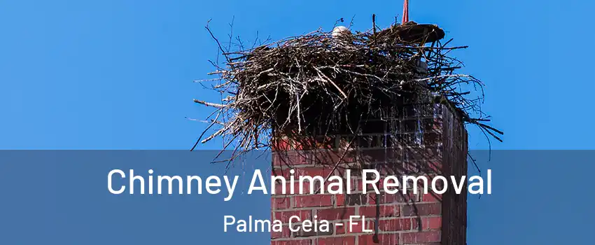 Chimney Animal Removal Palma Ceia - FL