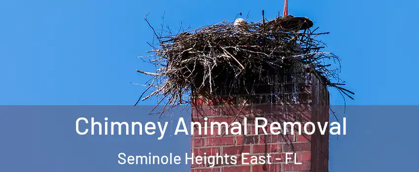 Chimney Animal Removal Seminole Heights East - FL