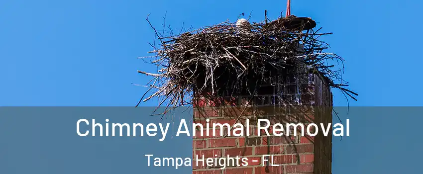 Chimney Animal Removal Tampa Heights - FL