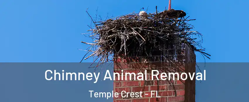 Chimney Animal Removal Temple Crest - FL