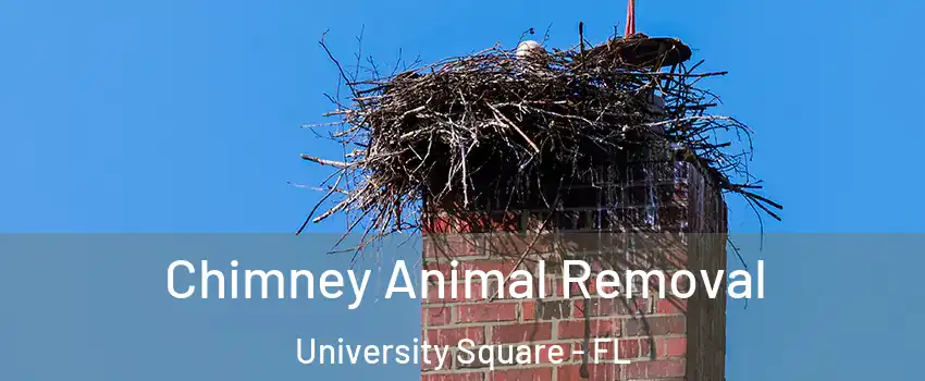 Chimney Animal Removal University Square - FL