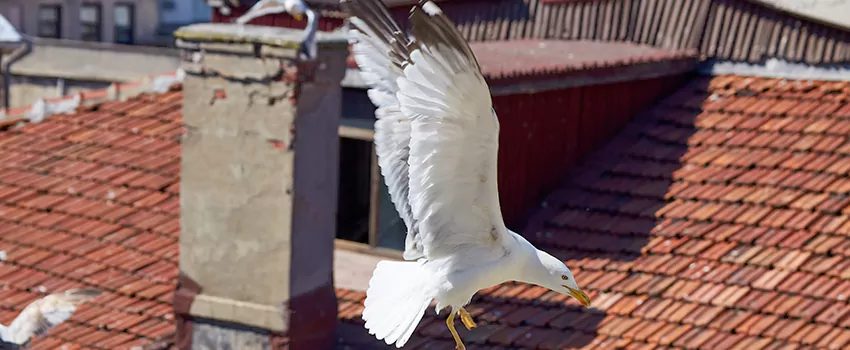 Residential Chimney Animal Removal Solution in Seminole Heights East, FL